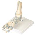 Fabrication Enterprises Anatomical Model - Foot Skeleton with Ligaments 958367